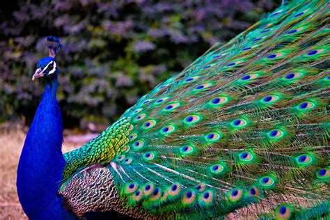 We've got the perfect pick for your mood. . Download peacock